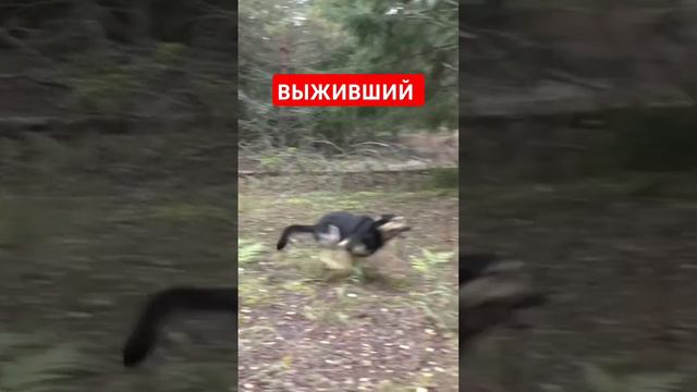 Выживший!