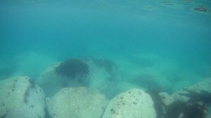 Морская капуста в японском море.