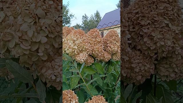 Гортензии после заморозка