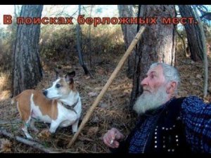 В поисках берложных мест