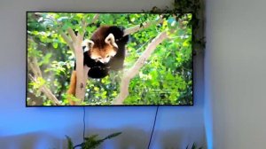 Телевизор SAMSUNG диагональ 75"