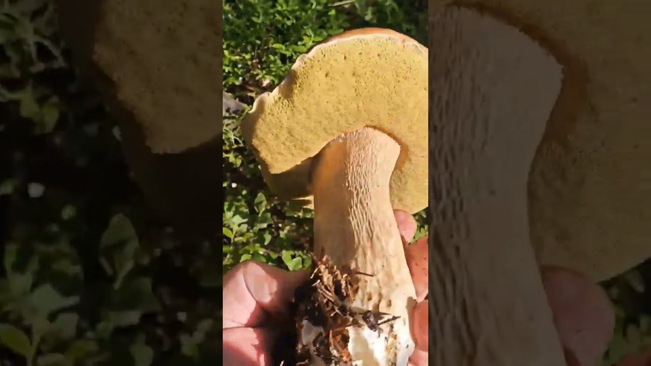 СЛАБОНЕРВНЫМ НЕ СМОТРЕТЬ! БЕЛЫЕ ГРИБЫ НА КАЖДОМ ШАГУ! #белыйгриб #грибы смотреть онлайн