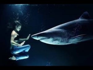 Обитатели океанов. Акулы. Inhabitants of the oceans. Sharks.