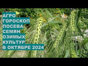 Октябрь 2024. Лучшие дни посадки озимых культур? October 2024. The best days for sowing winter crops