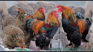 Brahma chickens, Голубо Куропатчатая, Куропатчатая брама, Джерсийский гигант