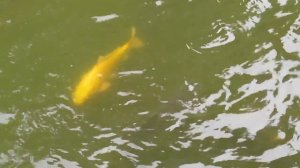 Пекин. Парк национальностей. Карпы, утка и гусь 2.