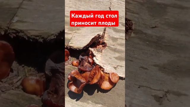 Каждый год этот стол приносит плоды! Стол с грибами!