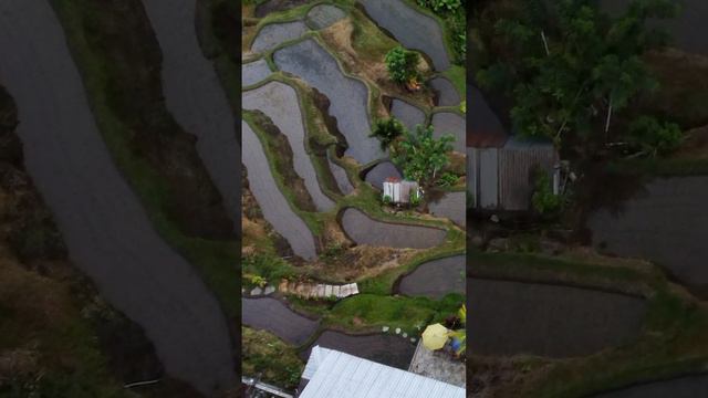 Рисовые террасы Тегаллаланг на острове Бали. Tegallalang Rice terraces in Bali  #убуд #bali #ubud