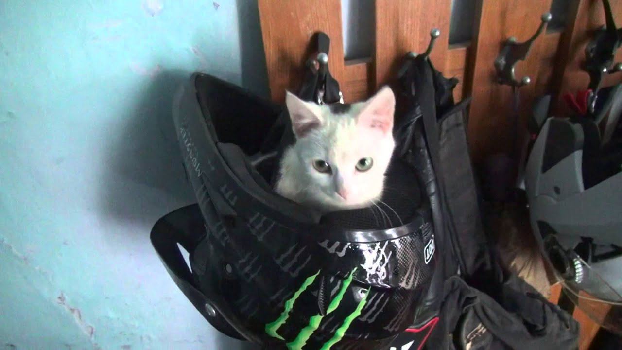 КотоМото