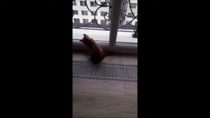 Рыжий котенок ловит муху