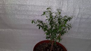 Мирт обыкновенный 3