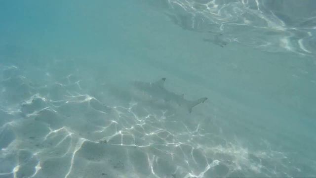 Snorkeling with Baby Blacktip Reef Shark @ Maldives
