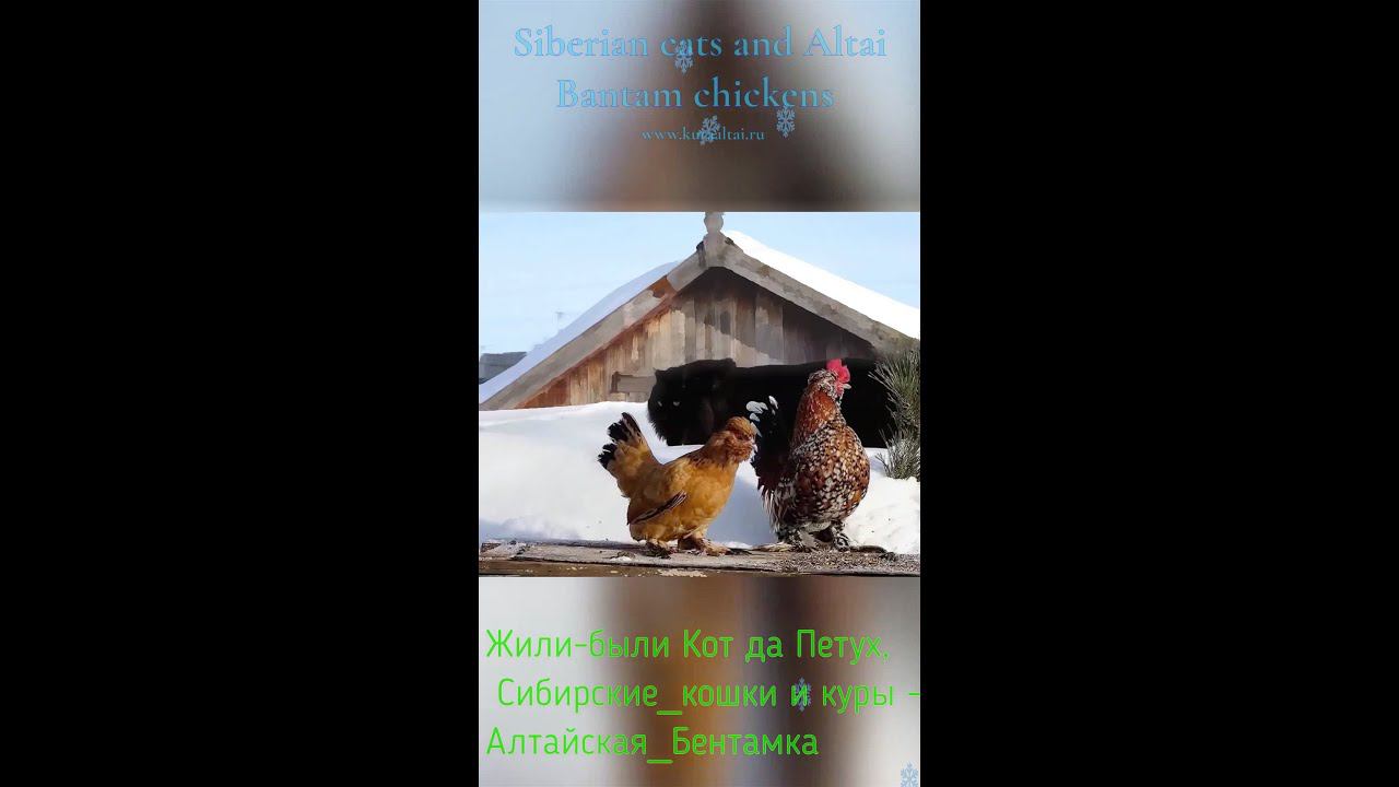 #Shorts Жили-были Кот да Петух, #Сибирские_кошки и куры, Siberian_cats and #rooster #chicken