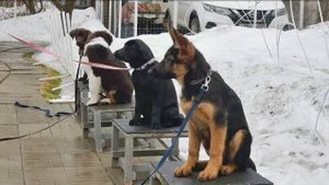 ДТ - 310. Расширенный урок со щенками. Базовые упражнения для разбора