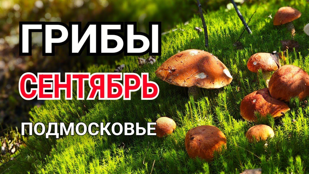 Грибное безумие в сентябре. Грибы подосиновики растут на каждом шагу! смотреть онлайн