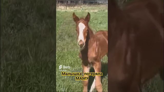 Ищет маму. Больше видео на телеге. Переходим из описания на канале.