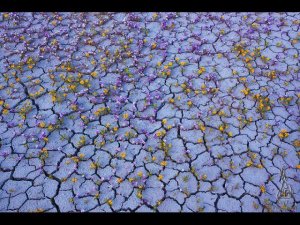 Цветущая пустыня Атакама