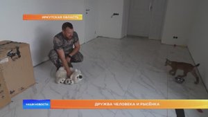 Дружба человека и рысёнка