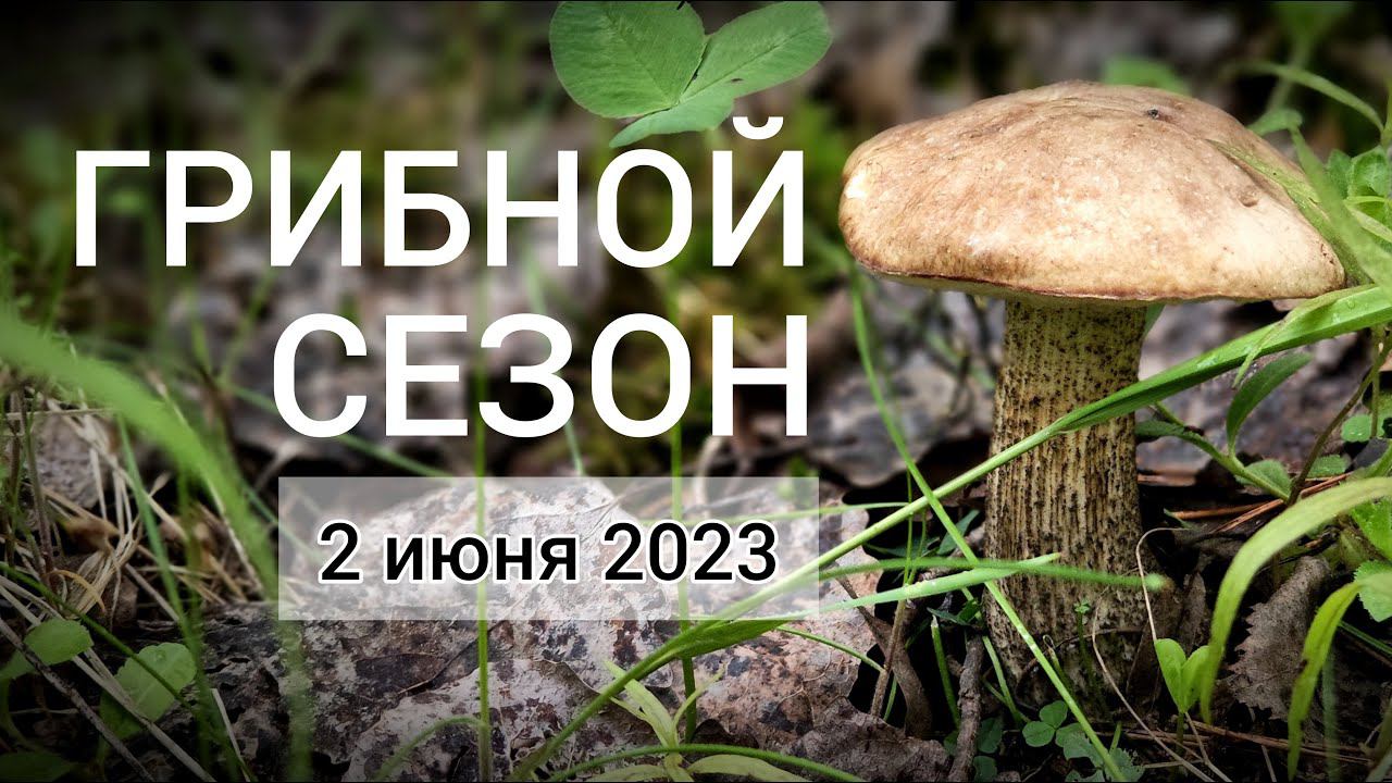 ПОДБЕРЁЗОВИКИ - Открытие грибного сезона 2023. Грибы Подмосковья в начале лета. смотреть онлайн