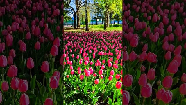 Белгород, парк Южный. Belgorod, Yuzhny Park. #белгород  #цветы #belgorod  #flowers #park