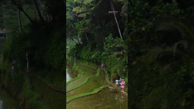 Рисовые террасы Тегаллаланг на острове Бали. Tegallalang Rice terraces in Bali  #убуд #bali #ubud