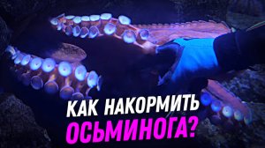 Как накормить осьминога? - Мастер-класс