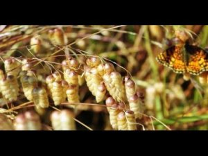 Фитонциды растений