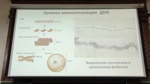 2. Клеточная биология. Цитология. Онищенко Г. Е. Teach-in.