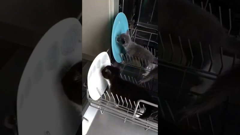 The secret to how a dishwasher works has been revealed. Раскрыт секрет работы посудомоющей машины.