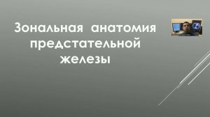 УЗ анатомия предстательной железы