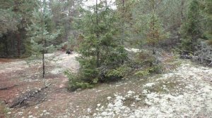 САМЫЕ НАСТОЯЩИЕ БЕЛЫЕ ГРИБЫ! С бабушкой и с МАЛЫШОМ в ЛЕС по ГРИБЫ!