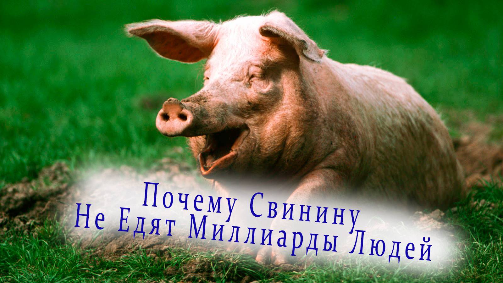 Почему Свинину Не Едят Миллиарды Людей