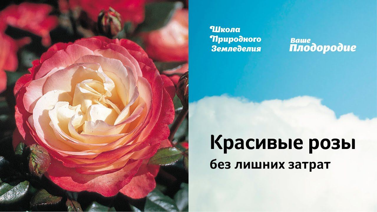 Красивые розы без лишних затрат