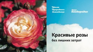 Красивые розы без лишних затрат