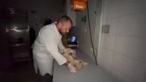 Мы в клинике ЗооДоктор, маленькой львице НЕЛЬЗЯ ДЕЛАТЬ ОПЕРАЦИЮ!