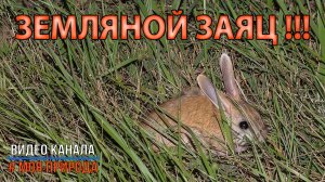 Земляной заяц. Встреча ночью на дороге