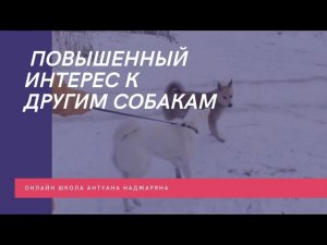 Собака агрессивно реагирует на других собак, тянет поводок
