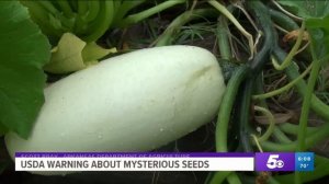 Arkansas Man Plants Mysterious Seeds from China Being Sent Across the U.S.