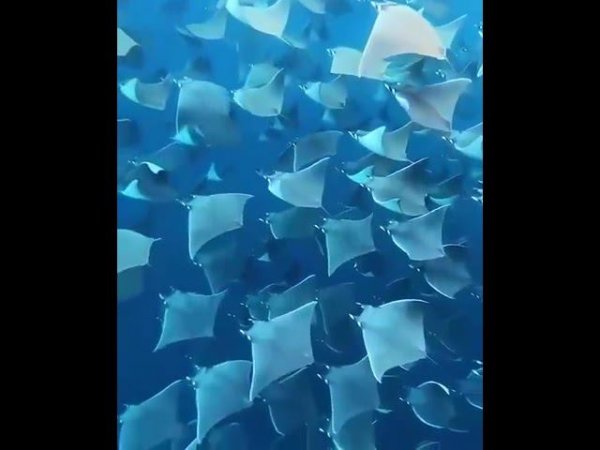 Manta migration. Миграция мант #shortsclip #beach #shortsvideo