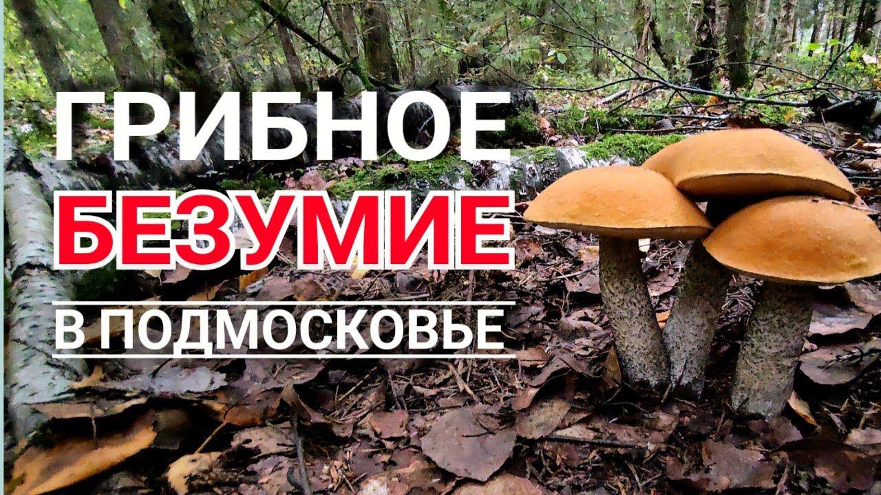 ГРИБНОЕ БЕЗУМИЕ в Подмосковье - ОПЯТА, подберезовики, подосиновики и БЕЛЫЕ ГРИБЫ на каждом шагу смотреть онлайн