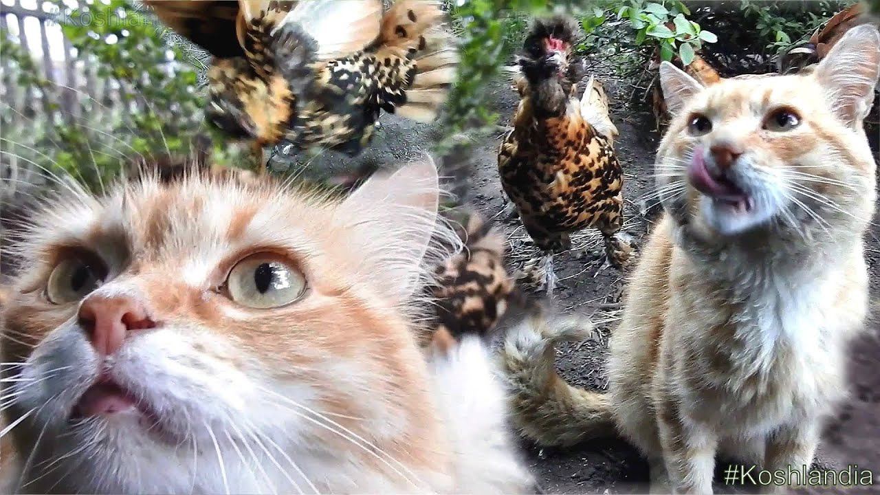 #Chicken_vs_Cat Солнышко, Рыжик и  Павловские куры Соревнование по прыжкам #Siberian_cats