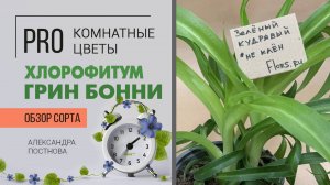 Хлорофитум Грин Бонни - кудрявый, зеленый, неприхотливый цветок. Комнатное растение для всех.