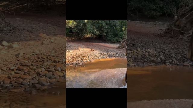 На джипе по джунглям в Индии