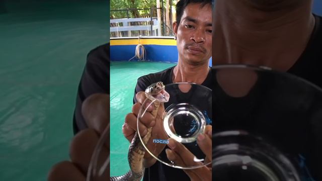 Змеиная ферма Пхукета: шоу, яд, бальзамы и сувениры, Phuket Snake Farm: Show, Poison, Balms