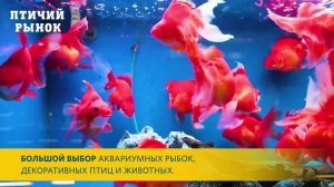 Легенда нашего города. Птичий рынок в Торговом комплексе «Садовод», Москва, 14 км МКАД