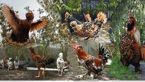 ПАВЛОВСКАЯ ПОРОДА КУР Pavlovskie breeds chickens cock_a_doodle_doo