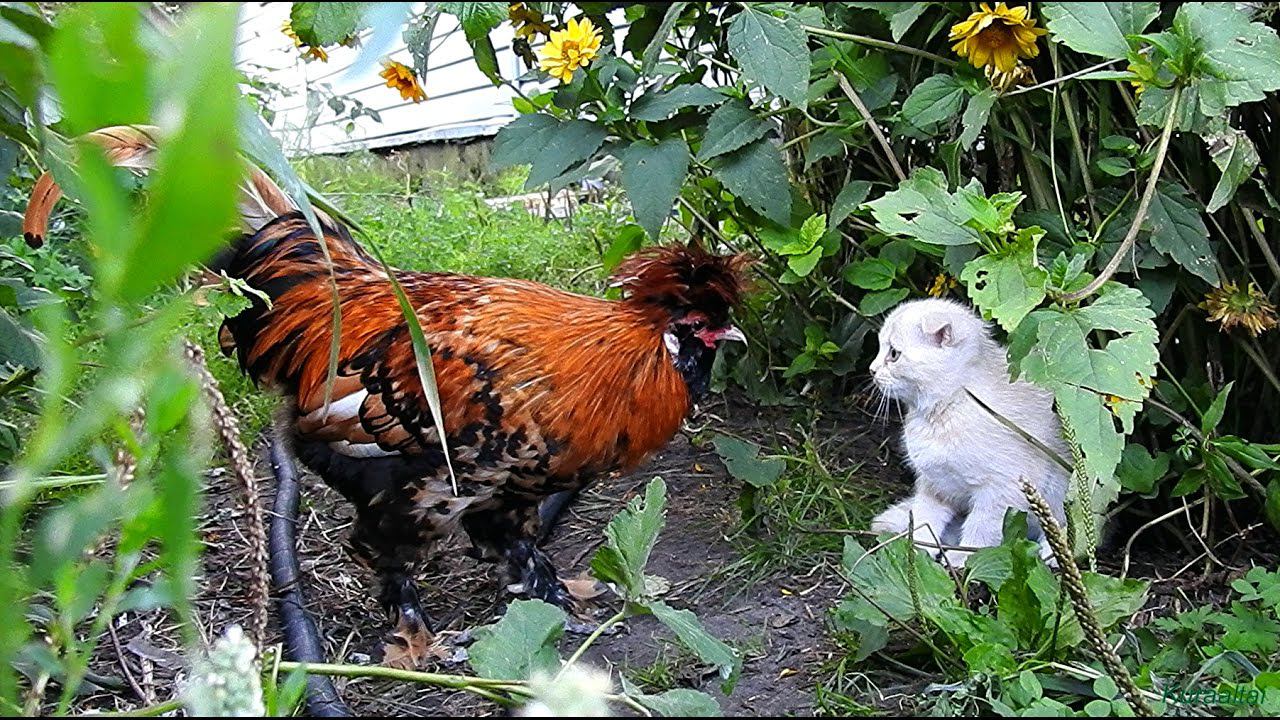 #1 Koshlandia Rooster came to visit kittens Котята и Павловский петушок