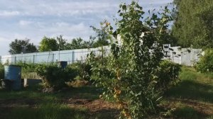 ДВУХНЕДЕЛЬНЫЕ РЕЗУЛЬТАТЫ СРЕДСТВА ОТ СОРНЯКОВ, О КУХНЕ НА ДАЧЕ, ТУИ ОЖИЛИ 2021 год