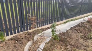 Дренаж участка и отвод воды с крыши