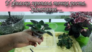 У фиалки пропала точка роста. Как спасти фиалку при замокании? Показываю на своих фиалках!